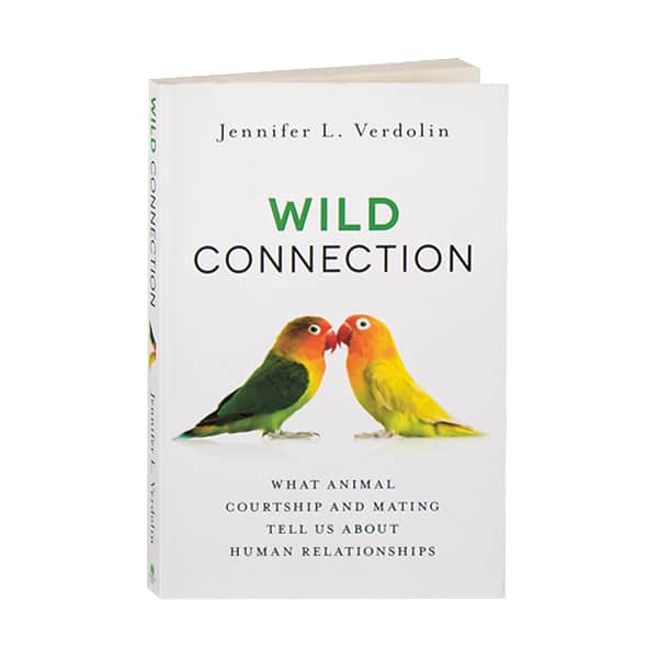 Wild Connection