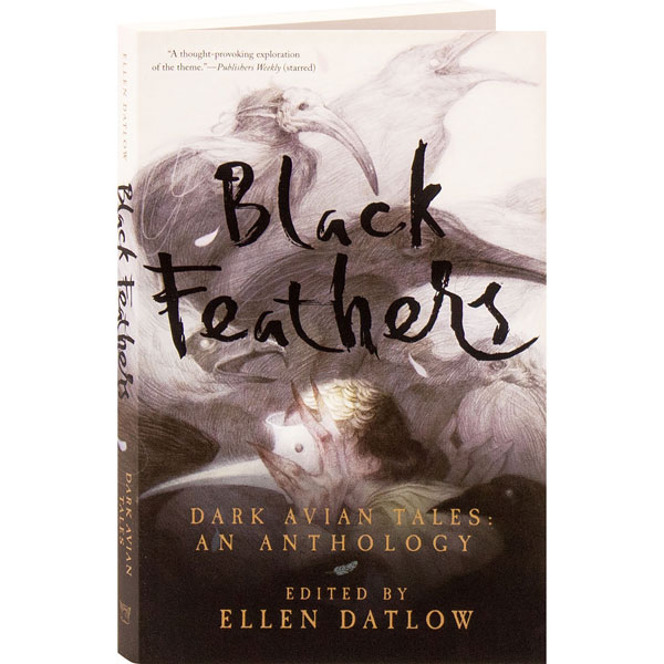 Where We Are  The Black Feathers