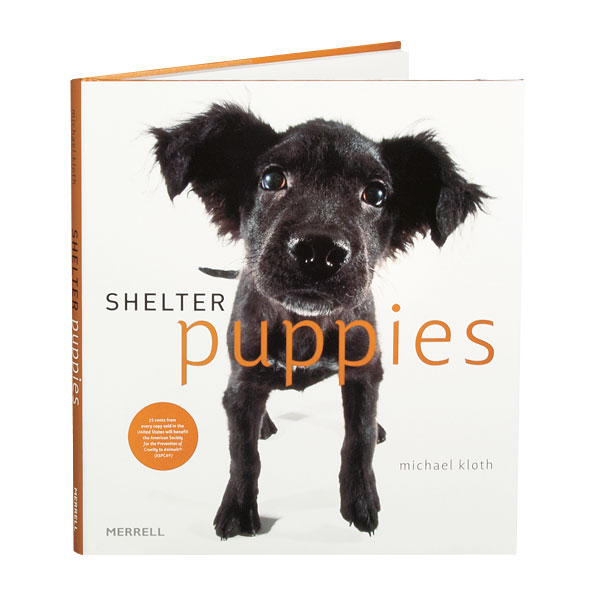 Shelter Puppies