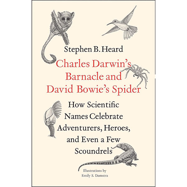 Charles Darwin's Barnacle And David Bowie's Spider