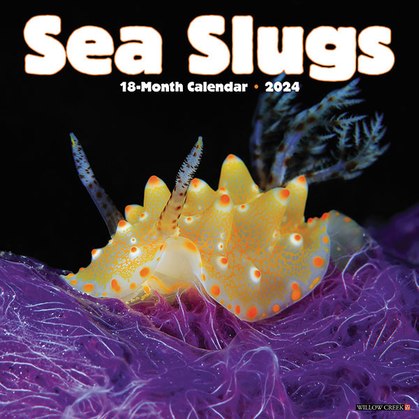 Sea Slugs Art 2024 Wall Calendar