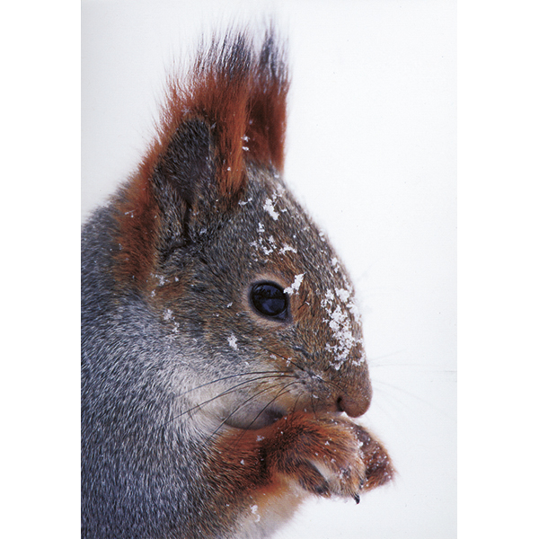 Eurasian Red Squirrel Boxed Holiday Cards