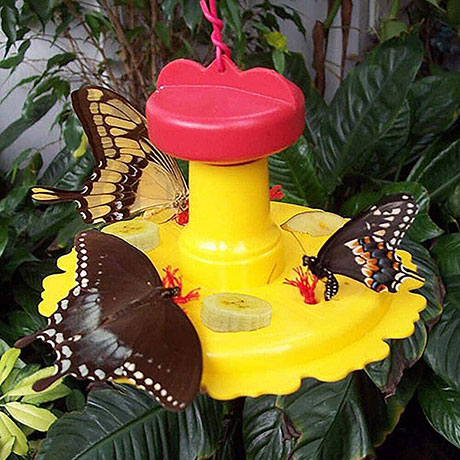 Butterfly Feeder With Nectar