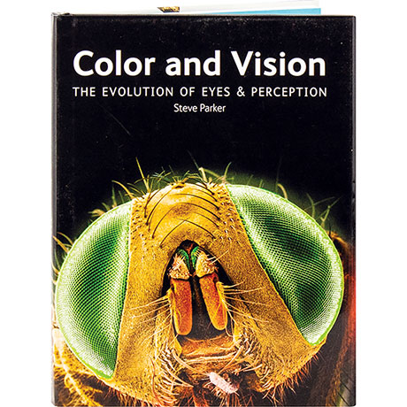 Color And Vision