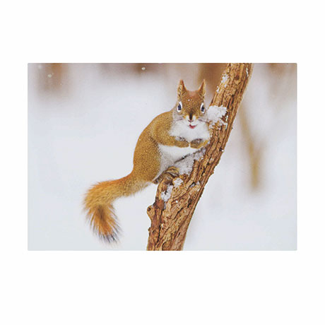 North American Red Squirrel Holiday Cards