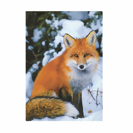 Red Fox In Snow Holiday Cards