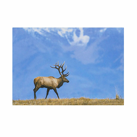 Rocky Mountain Elk Holiday Cards