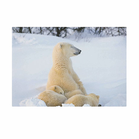 Sleepy Polar Bear And Cubs Holiday Cards