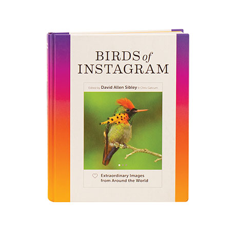 Birds Of Instagram