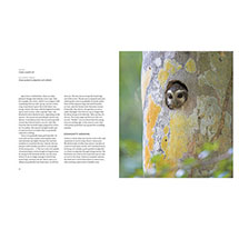 Alternate Image 2 for The Hidden Life of Trees: The Illustrated Edition