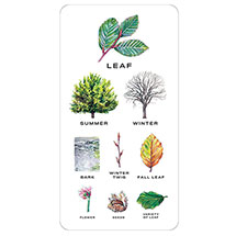 Alternate image Tree Vision: Know Your Trees in Thirty Cards