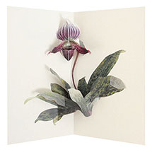 Alternate image Takeda Floral Pop-Up Cards