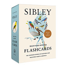 Alternate image Sibley Backyard Birding Flashcards